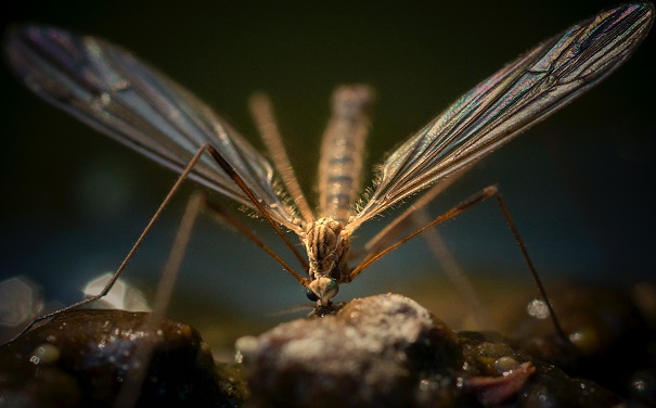 3. Plaga – komary